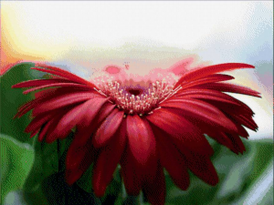 гербера - гербера, цветы - предпросмотр