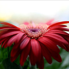 Схема вышивки «гербера»