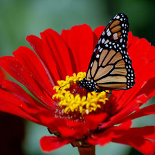 Схема вышивки «бабочка на цветке»