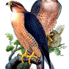 Схема вышивки «Гордые птицы»