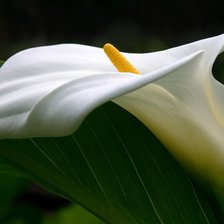 Схема вышивки «Калла»