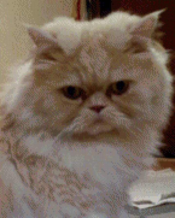 Тиша - рыжий перс, кот - предпросмотр