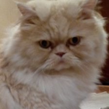 Схема вышивки «Тиша»