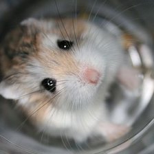 Схема вышивки «хомчик в банке»