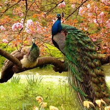 Схема вышивки «№774482»