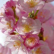 Схема вышивки «№774495»