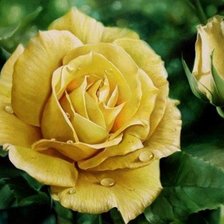 Схема вышивки «роза»