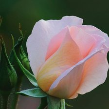 Схема вышивки «№774555»