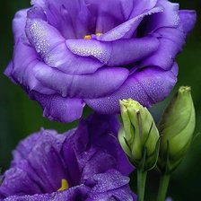 Схема вышивки «№774573»