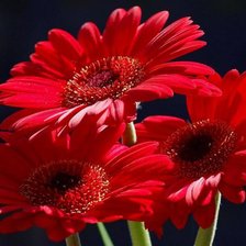 Схема вышивки «Красные герберы»