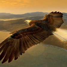 Схема вышивки «орел в полете»