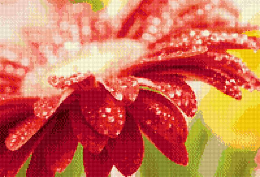 цветок в росе - цветок, природа, роса - предпросмотр