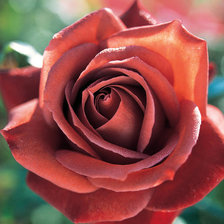 Схема вышивки «королева цветов»