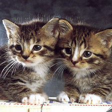 Схема вышивки «два котенка»