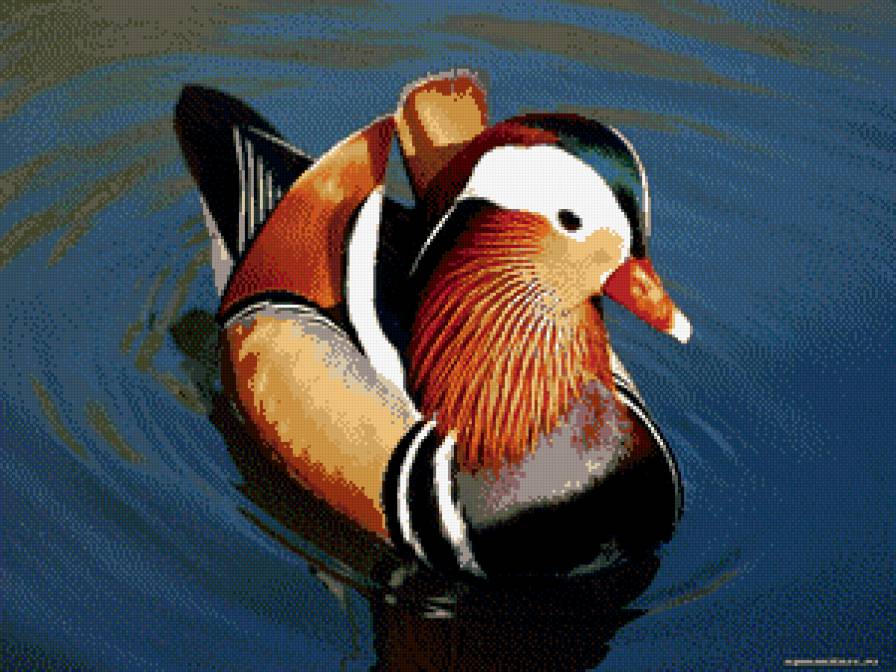 утка "Мандаринка" - предпросмотр