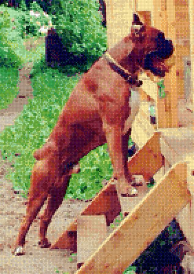 Боксер - боксер - предпросмотр