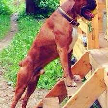 Схема вышивки «Боксер»