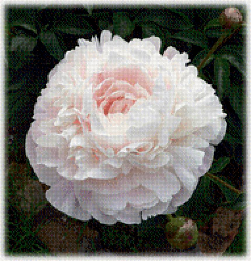 белый пион - цветы, пион - предпросмотр