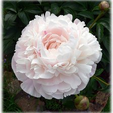 Схема вышивки «белый пион»