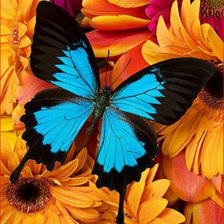 Схема вышивки «Бабочка»