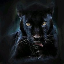 Схема вышивки «пума2»