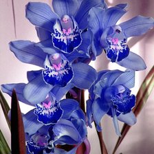 Схема вышивки «№776044»