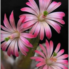 Схема вышивки «№776062»