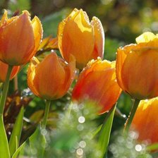 Схема вышивки «№776075»