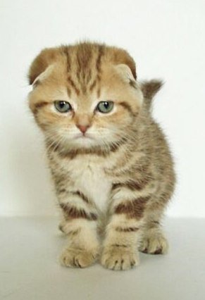 котенок - оригинал