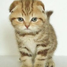 Схема вышивки «котенок»