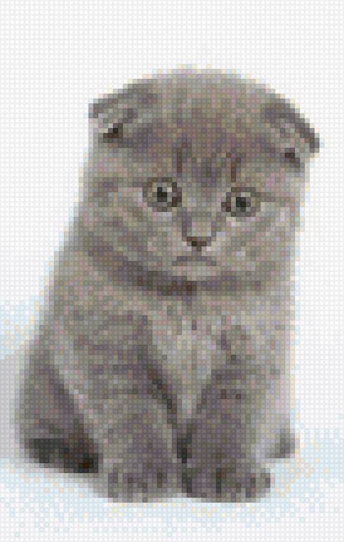 вислоухий кот - предпросмотр