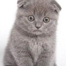 Схема вышивки «вислоухий кот»