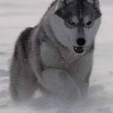 Схема вышивки «Маламут»