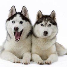 Схема вышивки «хаски,собаки»