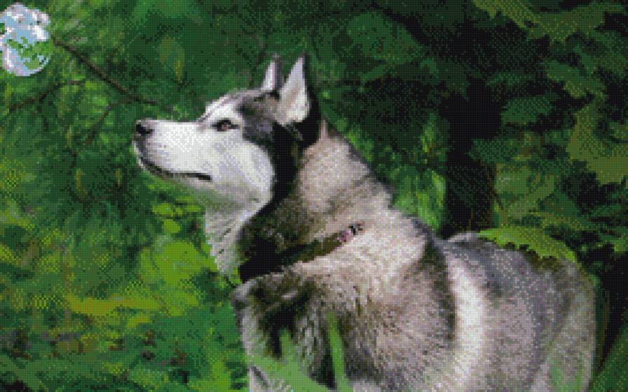 Маламут - собаки, маламут, животные - предпросмотр