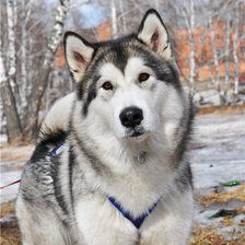 Схема вышивки «Маламут»