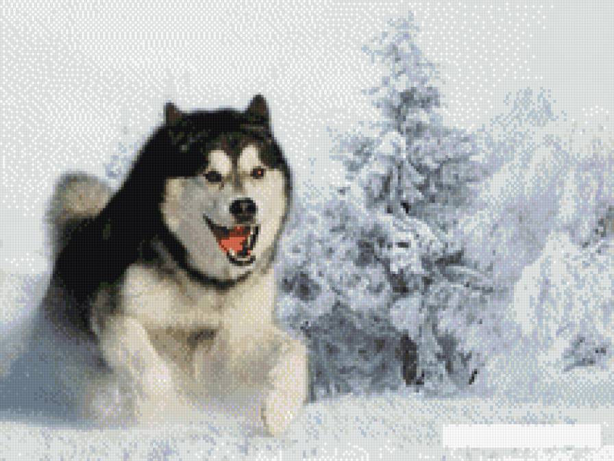 Маламут - собаки, животные, маламут - предпросмотр