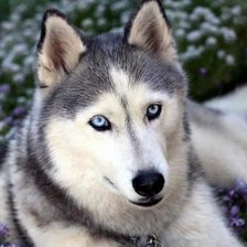 хаски,собаки