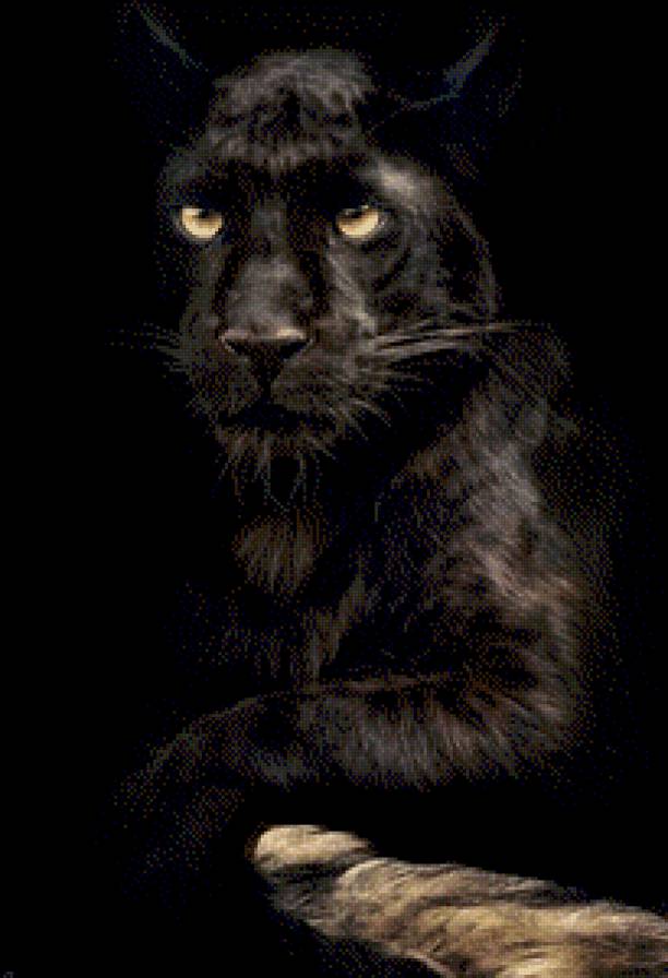 Багира - предпросмотр