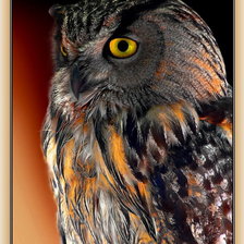 Схема вышивки «Сова»