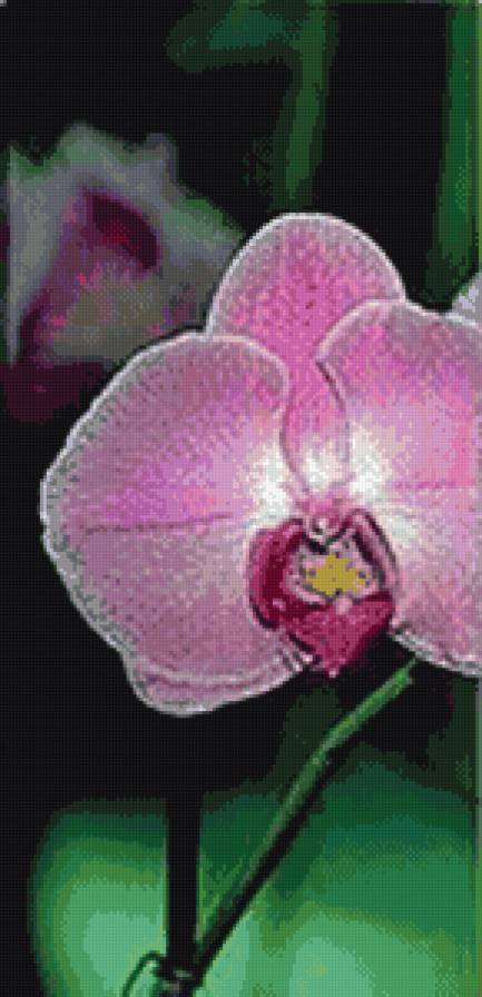 триптих орхидея 1 - предпросмотр