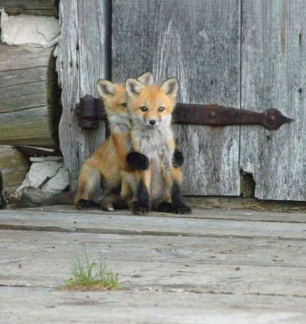 Лисята - двое, маленькие, лиса - оригинал