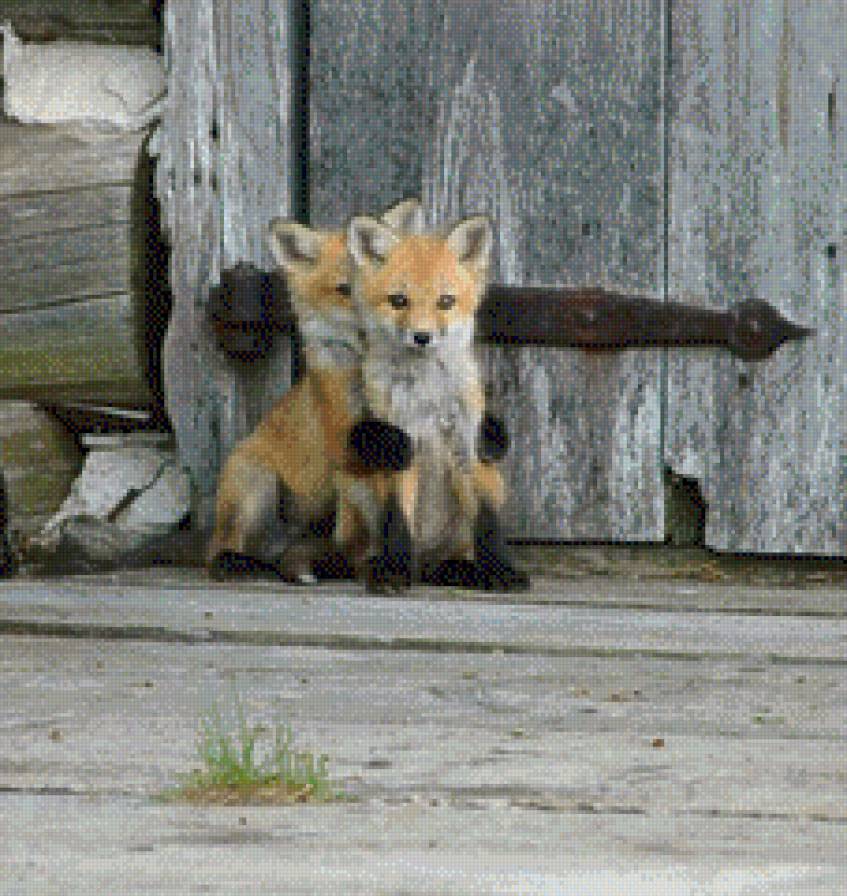 Лисята - маленькие, лиса, двое - предпросмотр