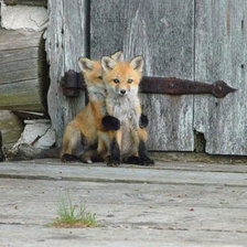 Схема вышивки «Лисята»