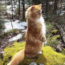 Схема вышивки «Лесной кот»