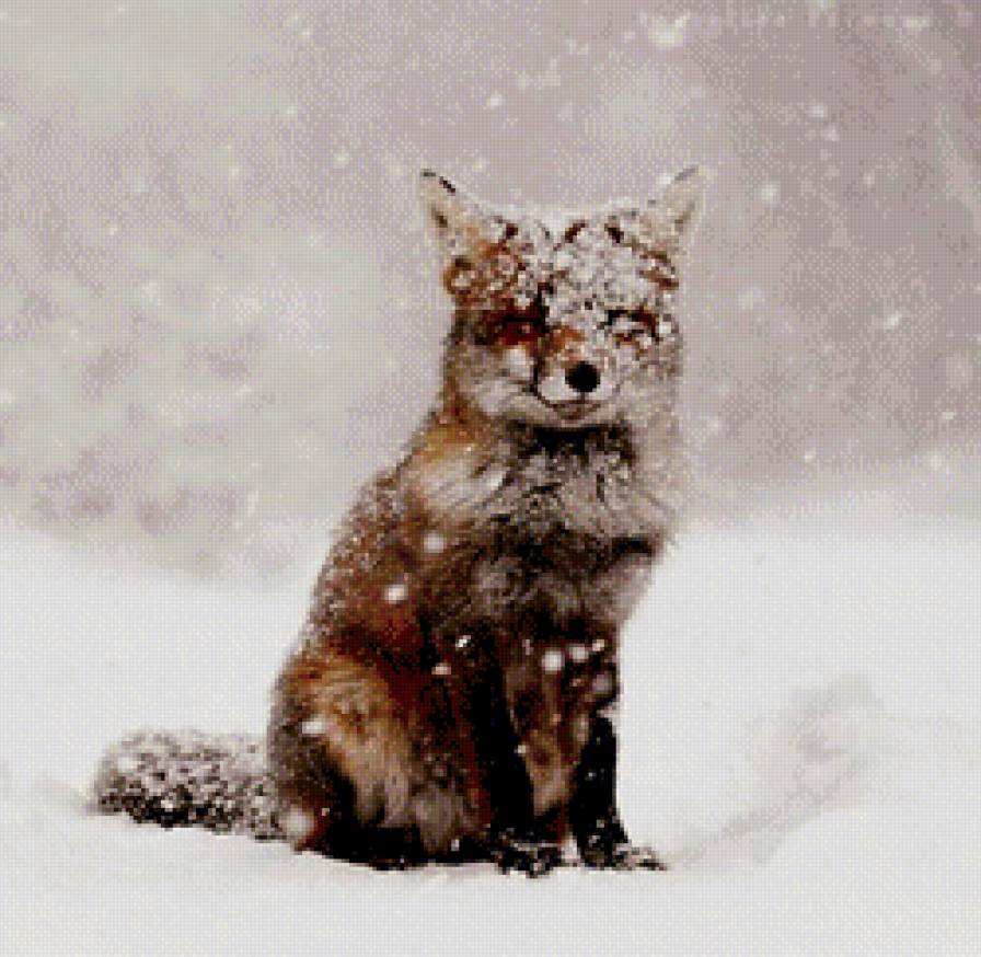 Зимний лис - метель, снег, зима, лиса - предпросмотр