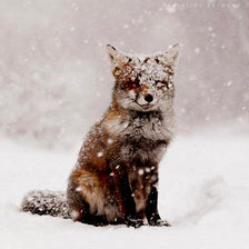 Схема вышивки «Зимний лис»