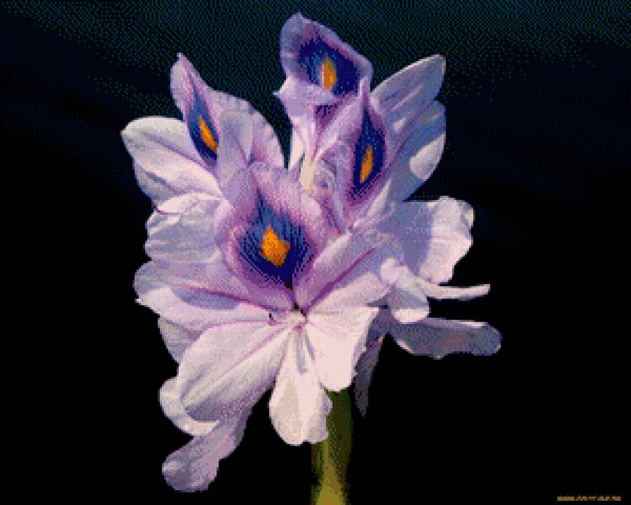 Ирис - ирис, цветы - предпросмотр