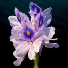 Схема вышивки «Ирис»