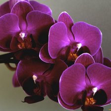 Схема вышивки «Орхидея»